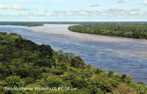 Amazonas Regenwald