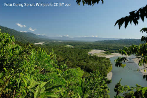 Amazonas-Regenwald